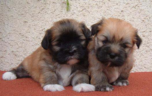 puppies5m2