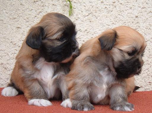 puppiesm5c3