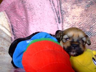 yrianbabies2weeks7