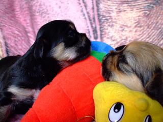 yrianbabies2weeks9