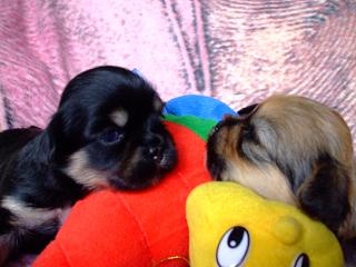 yrianbabies2weeks10