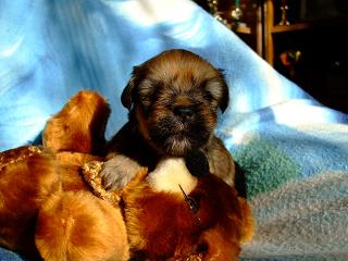 yrianbabies3weeks