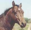 Ima Star Brindle Bar