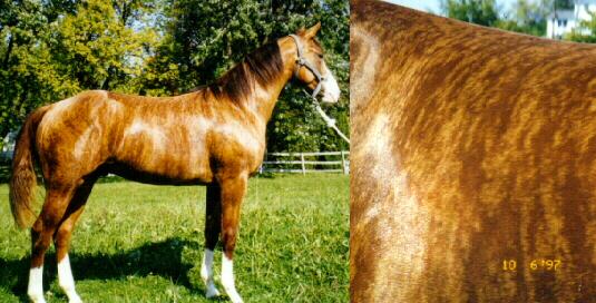 Pictures of Brindle Horses