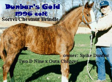Picture of a Brindle Horse