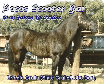 Picture of a Brindle Horse