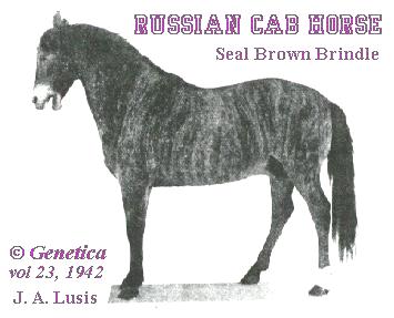 Picture of a Brindle Horse
