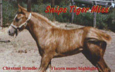 Picture of a Brindle Horse