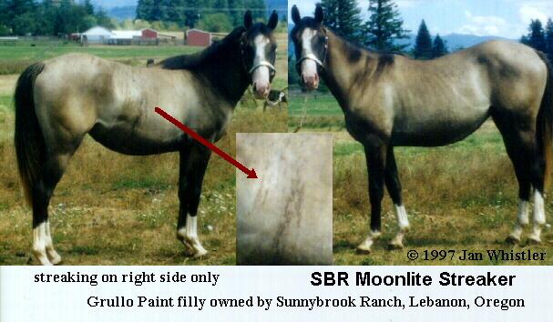 Brindle streaking only on one side