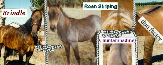 Picture of Striped Horses