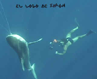 Buceando con tibur�n muerto