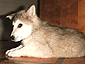 ursus_03