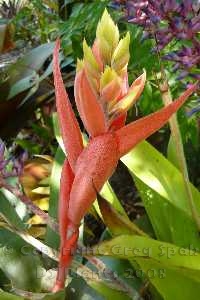 Aechmea 'Little Harv'
