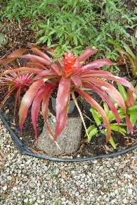 Aechmea nidularioides