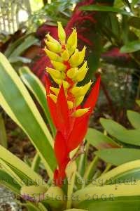 Aechmea nudicaulis albo-marginated