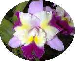 'Mari's Song' - Lc. 'Irene Finney' x C. 'Cherry Chip'