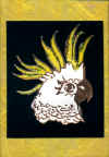 cocky_yellow.JPG (65508 bytes)