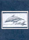 dolphins_dblue.JPG (33933 bytes)