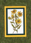 flowers_yellow.JPG (256165 bytes)