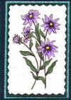 greenmauve_flowers.JPG (52328 bytes)