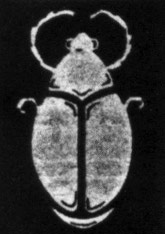 Scarab