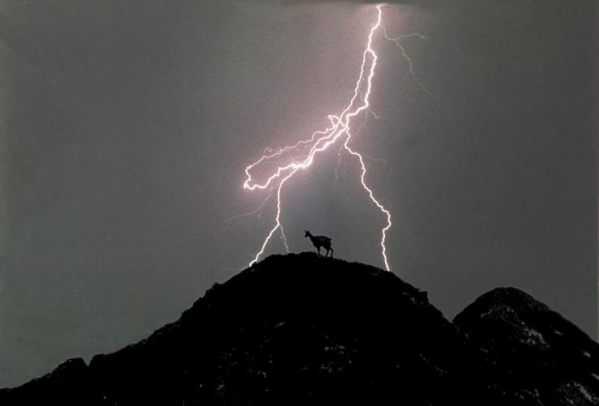 The Night Guard