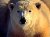 A Seal