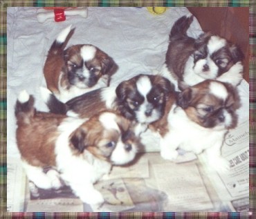 Lucy's September 2002 Puppies At Seven Weeks