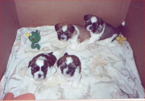 lucy's may 2004Puppies