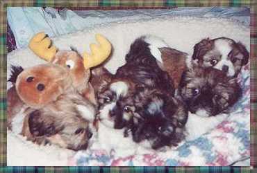 Lucy's April 2003 Puppies At Seven Weeks