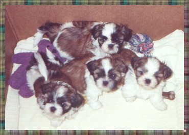 Mulan's Puppies At Eight Weeks