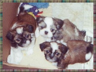 Mulan's October 2003 Puppies