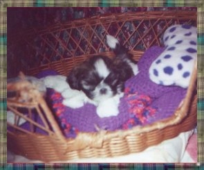 Male Puppy