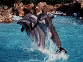 Bottlenose Dolphins