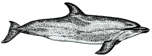 More dolphin pictures