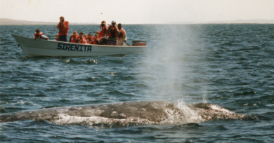 The Gray Whale
