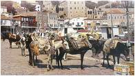 Donkeys