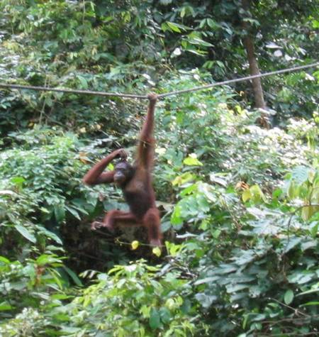Orang Utan