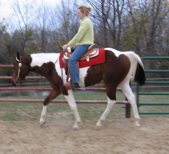 Scenic View Paints; Bethany, Illinois; Paint Horse Breeders