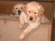 puppy6.jpg (237734 bytes)