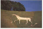 WhiteHorse.jpg (54320 bytes)