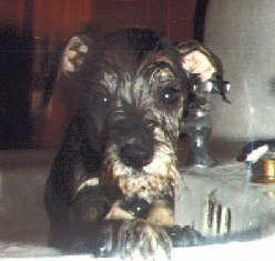 jesse bath2