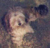 chester photo1