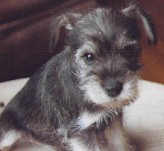 jesse puppy