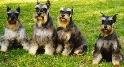 The GA Schnauzer Clan