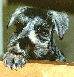 Max
