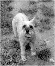 Jessie