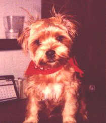 Brandy