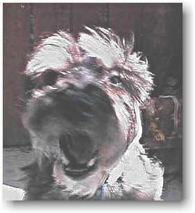 nickbark photo