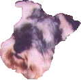Rudy's Head